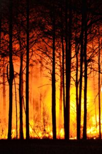 forest-fire-465617