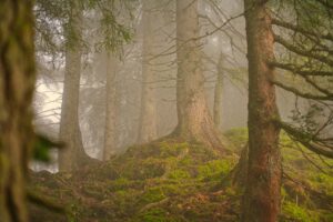 forest-7406241