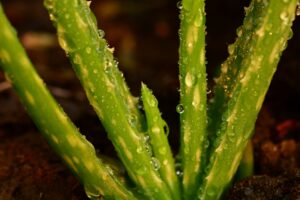 aloe-vera-3754770