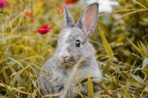 animal-6871771_1920