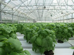 basil-2053350_1920