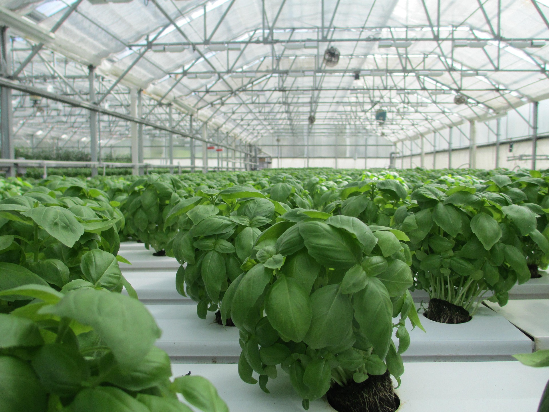 basil-2053350_1920