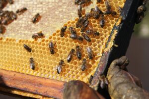 bee-203415_1920