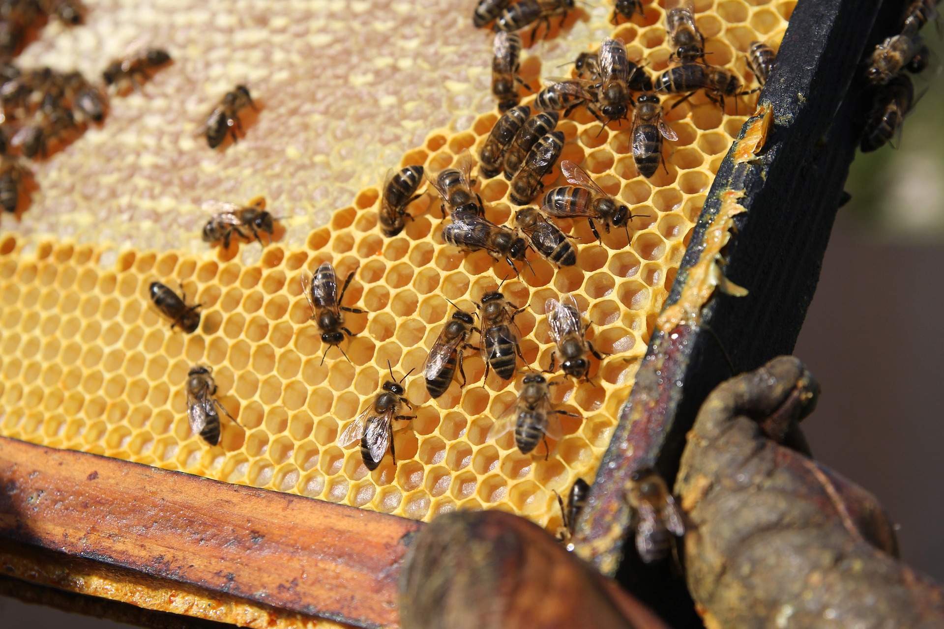 bee-203415_1920