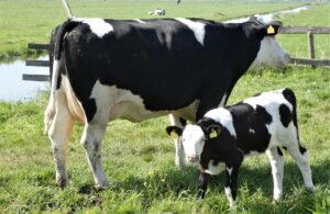calf-5047986_1920