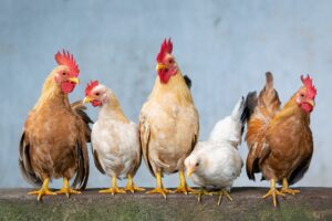 chicken-4849979_1920