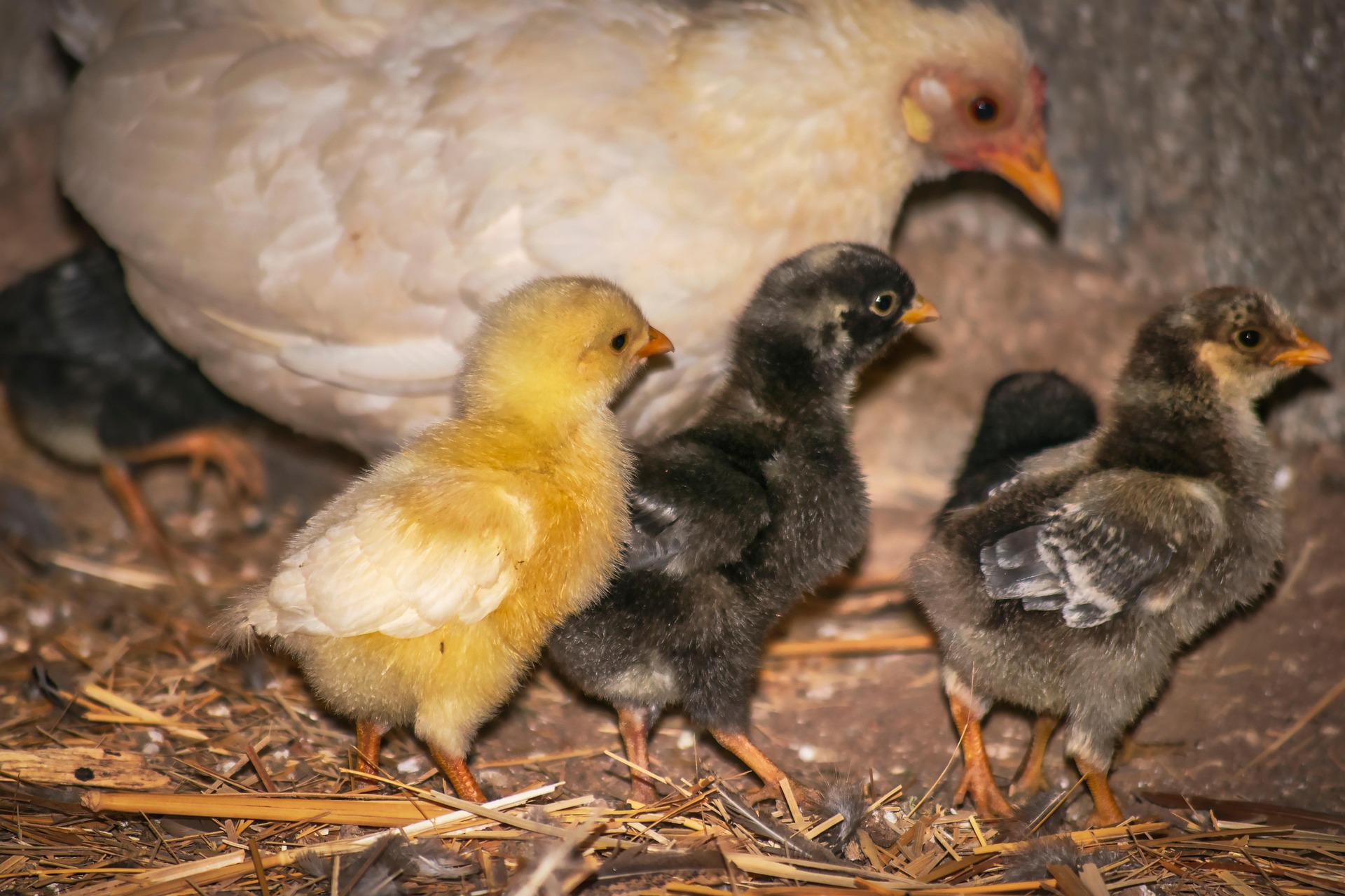 hen-7651259_1920