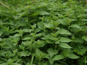 nettle-335448_1920