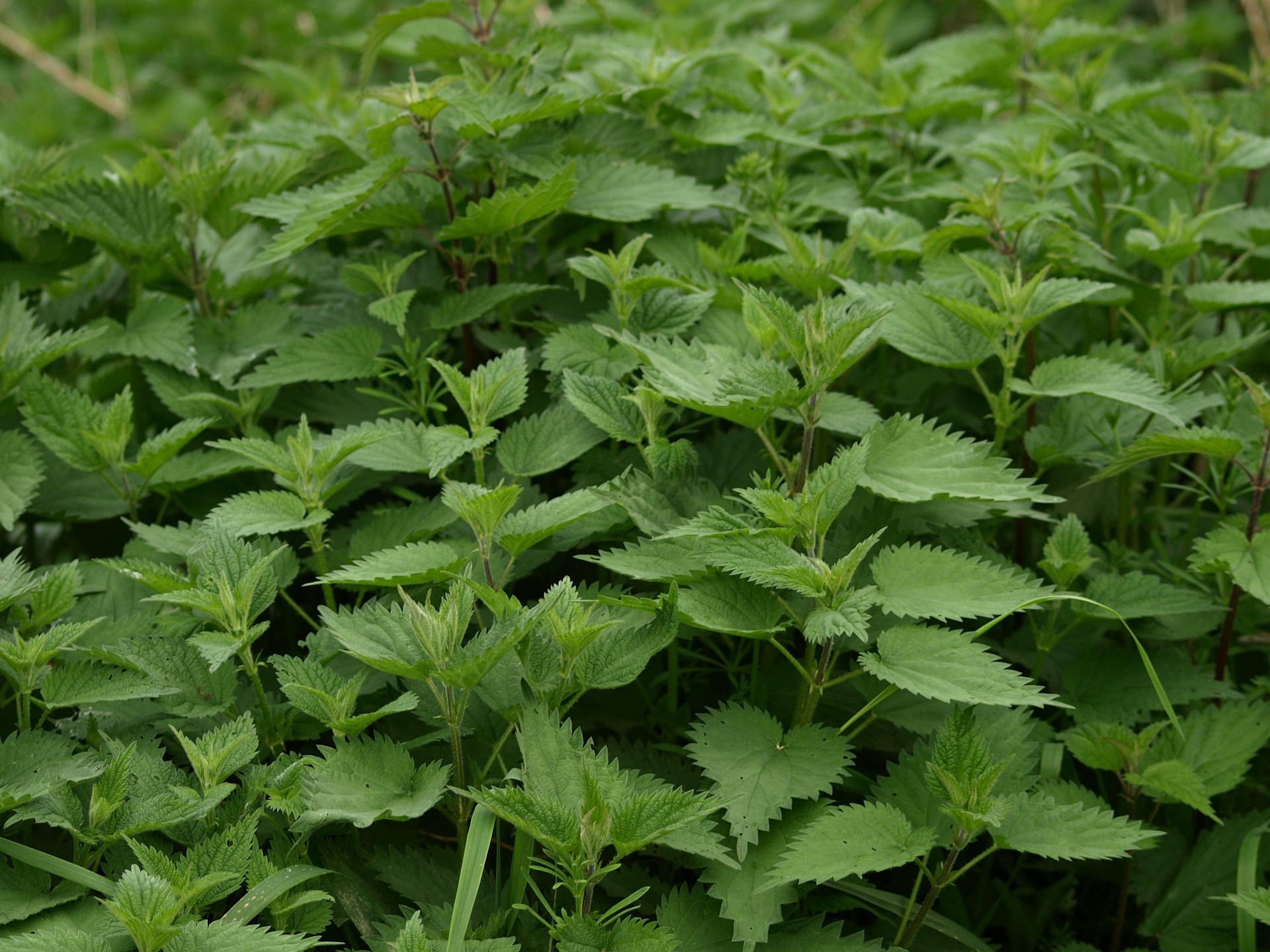 nettle-335448_1920