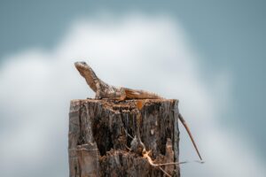 Post-Disaster Assessment and Recovery Strategies