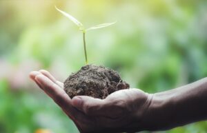 Seed Saving: Building Your Own Seed Bank for True Self-Reliance