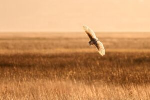 Hunting and Field-Dressing Basics for Survival