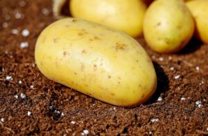 Building Healthy Soil and Composting: The Real Foundation of a Homestead
