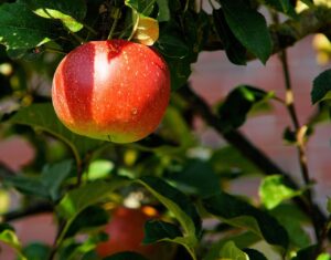 Cold-Hardy Fruit and Nut Trees for Your Growing Zone