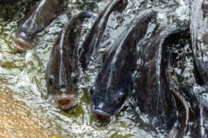 Raising Tilapia: A Beginner’s Guide to Freshwater Fish Farming