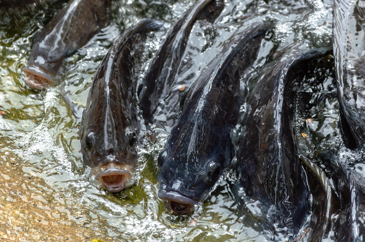 Raising Tilapia: A Beginner’s Guide to Freshwater Fish Farming