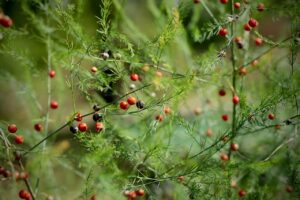 Perennial Vegetables: Plant Once, Harvest for Years