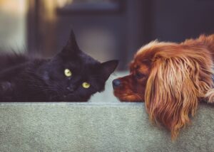 Emergency Preparedness for Pets: Plans, Kits, and Keeping Them Safe