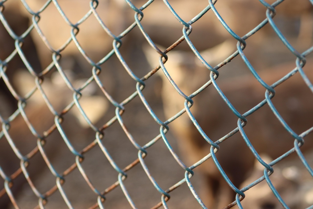 Traps and Snares for Small Game and Fish