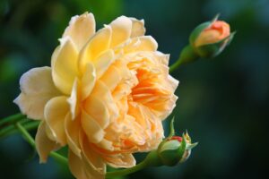 Low-Care Landscape and Groundcover Roses for a Resilient Yard