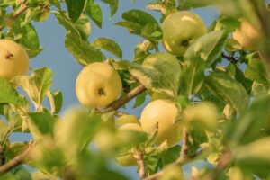 Building a Fruit Tree Guild: Companion Plants That Do the Work for You