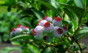 Berry Bushes and Edible Shrubs for Food Security