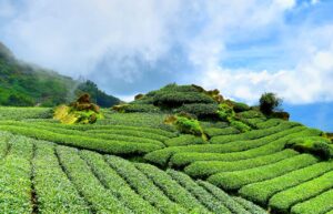 Reading and Reshaping Your Land: Swales, Berms, and Passive Water Harvesting
