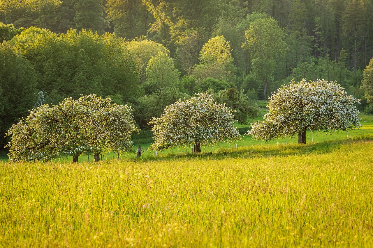 meadow-7196549_1280