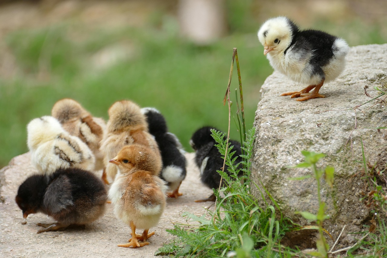 Backyard chickens